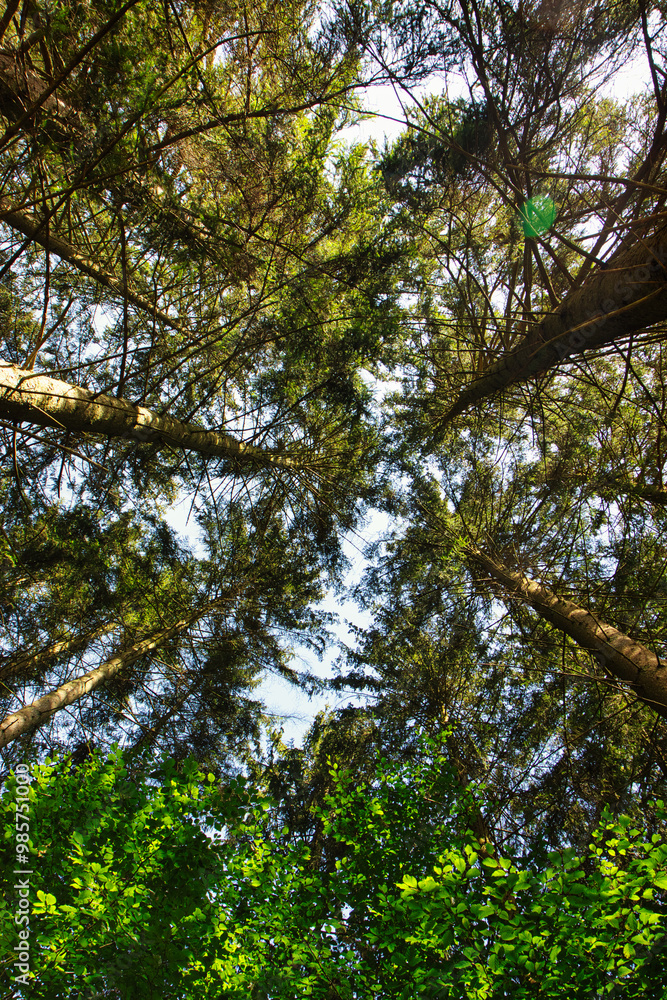 la grandeur des arbres la grandeur des arbres