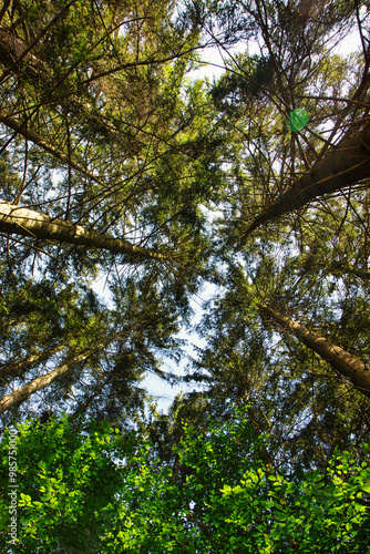 la grandeur des arbres 