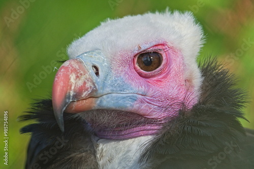 Trigonoceps occipitalis aka White-headed Vulture close-up head portrait. Colorful bird in Zoo Zlin Lesna in Czech republic. Eye to eye. Funny animal photo. photo