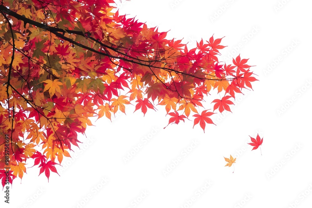 Diagonal branch with red and orange autumn leaves, white background Diagonal branch with red and orange autumn leaves, white background