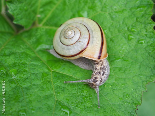 Wallpaper Mural カタツムリ Torontodigital.ca