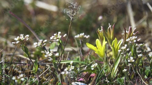 Dwarf plants as affect of environmental factor - constant strong winds, aridity (phenotype sensitivity, jasmonates. Whiteblow (Draba verna), Star of Bethlehem (Gagea lutea) reach 2-4 cm near Azov sea photo