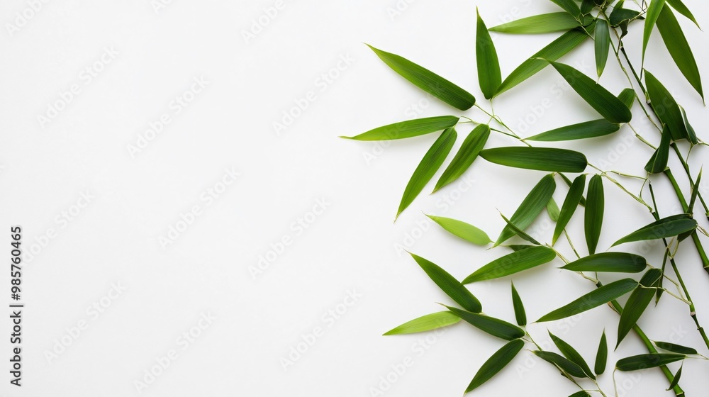 Fototapeta premium Fresh green bamboo leaves on white background.