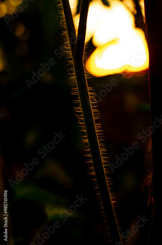 plant silhouette at afternoon looks aesthetic