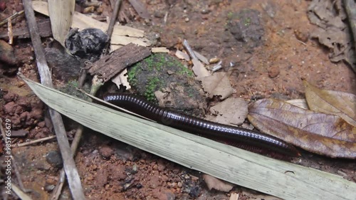 A tropical centipede. Winter rainforest, dry season. Thailand photo