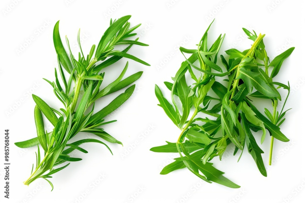 Obraz premium A fresh Tarragon and Tarragon Power isolated on white