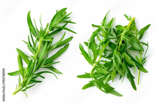 A fresh Tarragon and Tarragon Power isolated on white