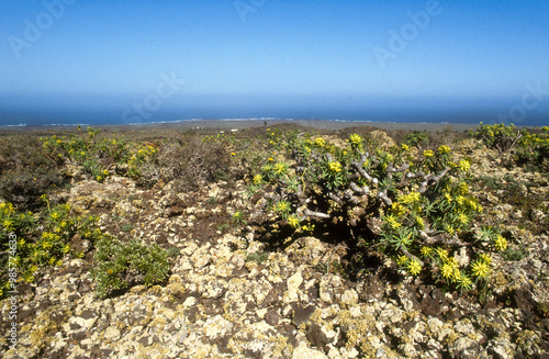 Euphorbia dendroides, Euphorbe, Parc national du volcan Timanfaya, Ile de Lanzarote, Iles Canaries, Espagne photo