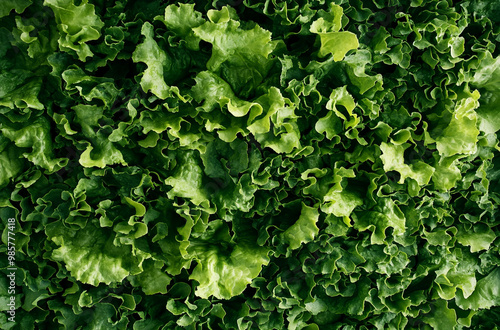 green lettuce texture background