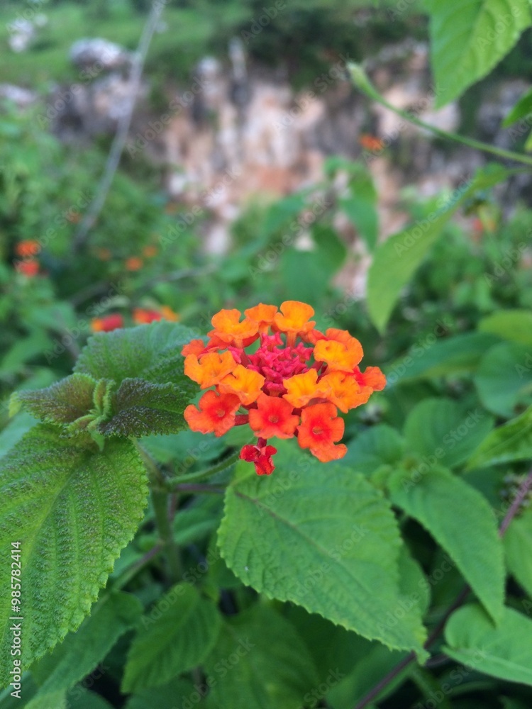 Lantana Flower Lantana Flower