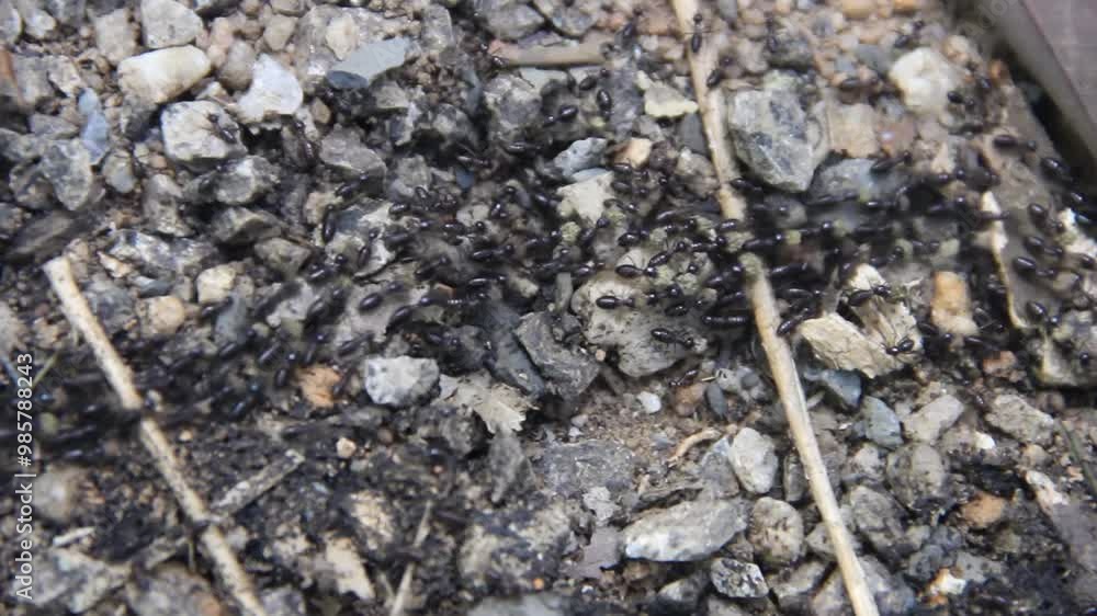 Stray, nomadic ants carry food. The ant road is accurate due to chemical markings. Thailand rainforest in winter, dry season Stray, nomadic ants carry food. The ant road is accurate due to chemical markings. Thailand rainforest in winter, dry season