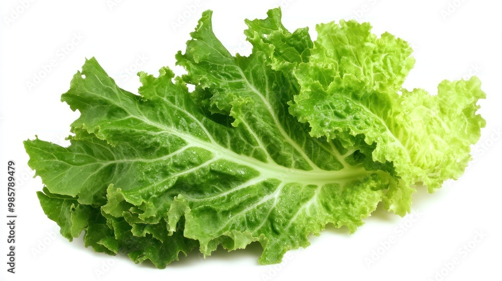 A Fresh Green Lettuce Leaf Isolated on White A Fresh Green Lettuce Leaf Isolated on White