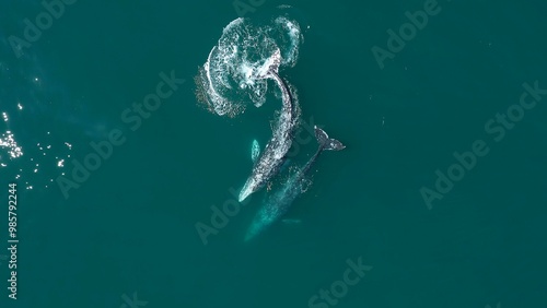 Photography Two whales swimming together in the ocean