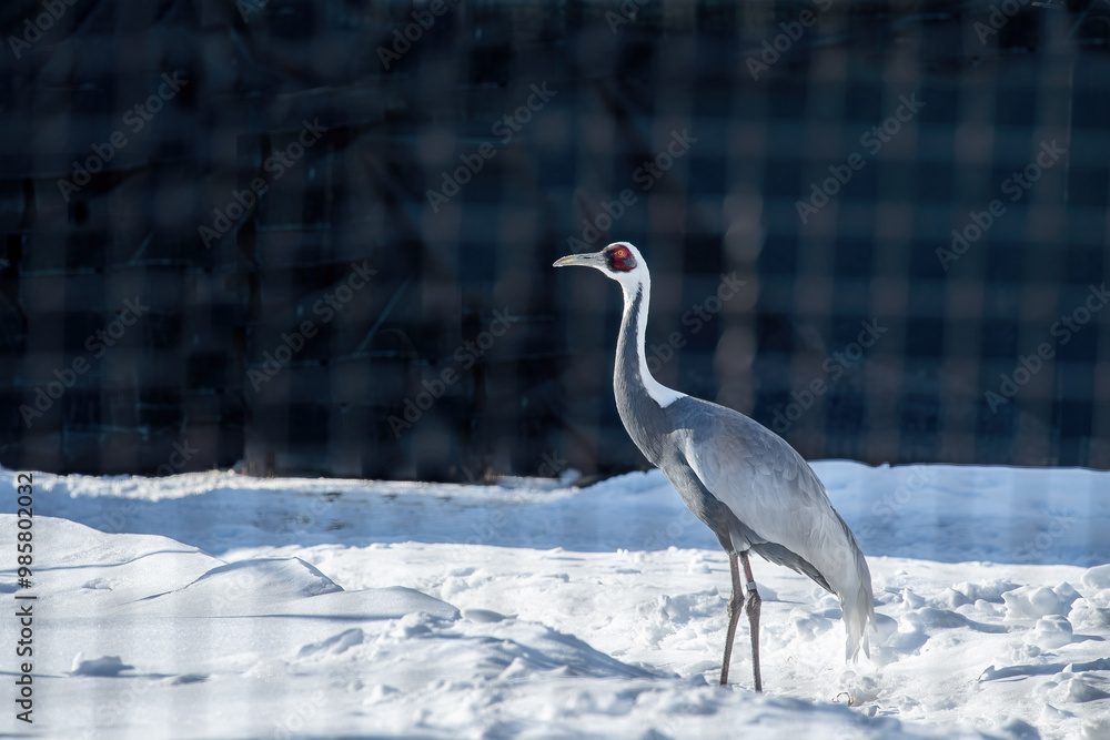 White-naped crane (grus vipio) adult bird standing on a snowy field.
