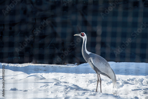 Obraz na płótnie White-naped crane (grus vipio) adult bird standing on a snowy field. w salonie