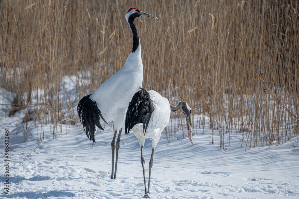 Dancing Cranes. The ritual marriage dance of cranes. The red-crowned crane. Scientific name: Grus japonensis, also called the Japanese crane