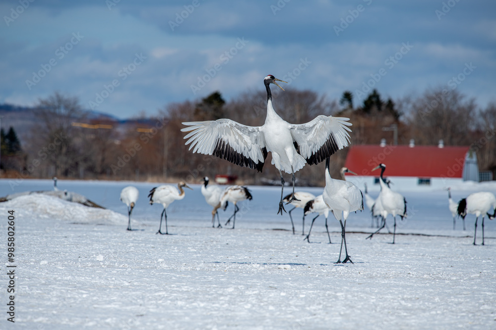 Dancing Cranes. The ritual marriage dance of cranes. The red-crowned crane. Scientific name: Grus japonensis, also called the Japanese crane