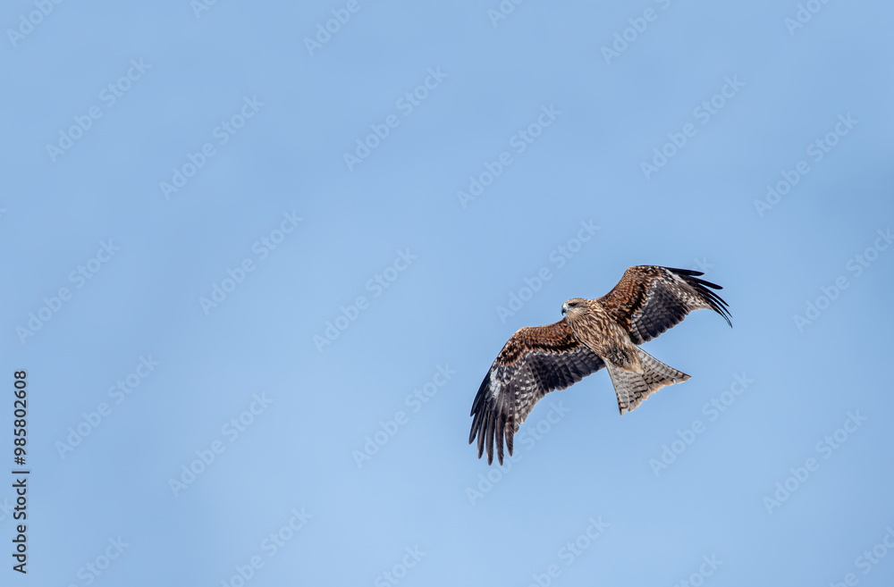 Japan’s Ubiquitous Scavenger – The Black-Eared Kite