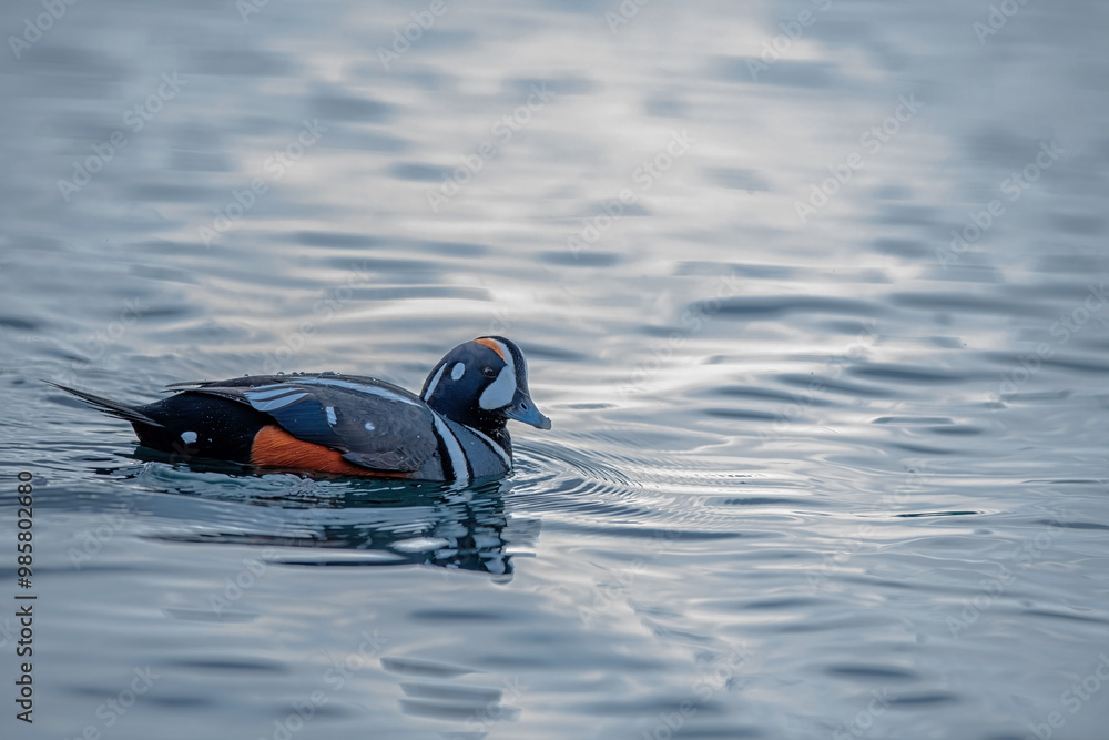 Harlequin Duck (Histrionicus histrionicus) rock male, Barnegat Pier, New Jersey