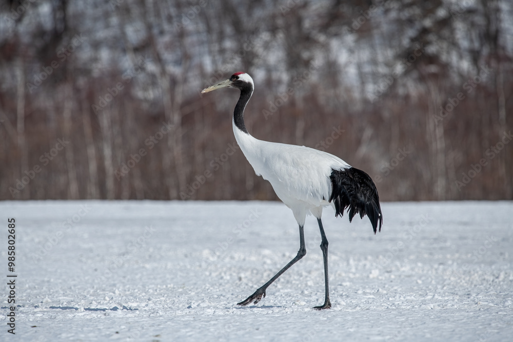 Dancing Cranes. The ritual marriage dance of cranes. The red-crowned crane. Scientific name: Grus japonensis, also called the Japanese crane