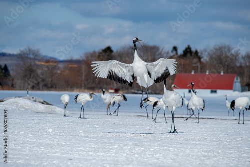 Obraz na płótnie Dancing Cranes. The ritual marriage dance of cranes. The red-crowned crane. Scientific name: Grus japonensis, also called the Japanese crane w salonie