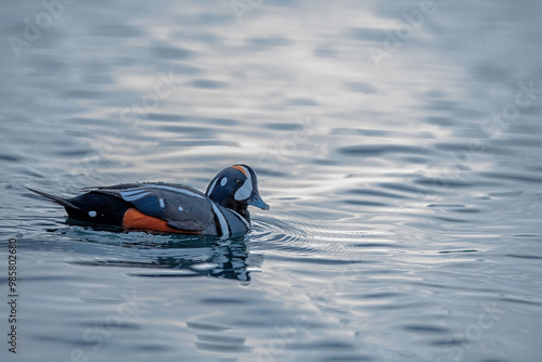 Obraz na płótnie Harlequin Duck (Histrionicus histrionicus) rock male, Barnegat Pier, New Jersey w salonie
