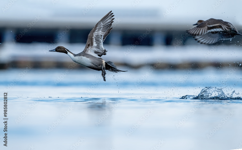 Northern Pintail Duck (male and female)
