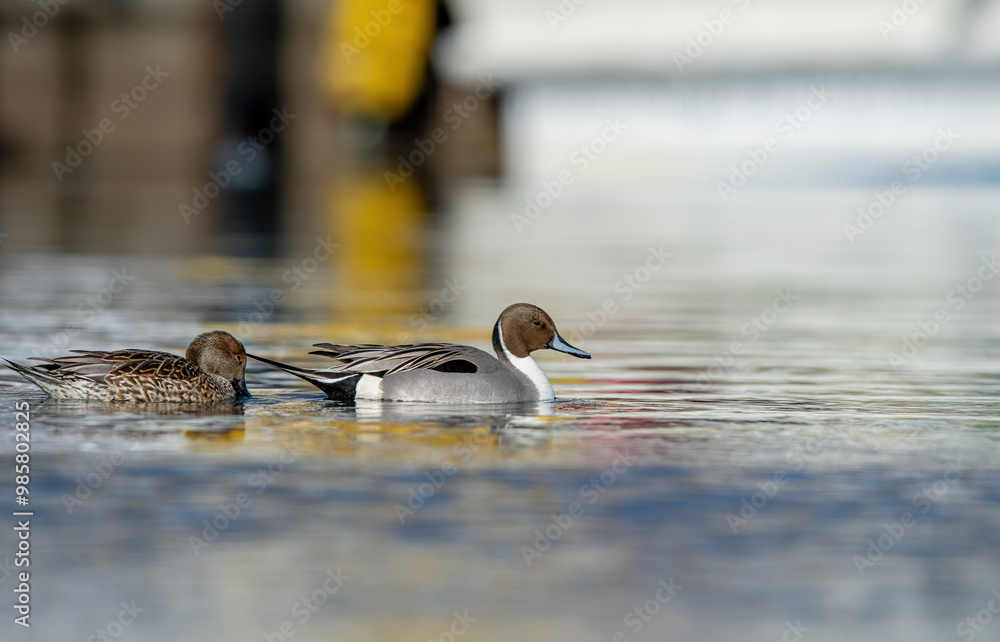 Northern Pintail Duck (male and female)