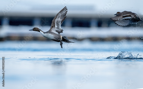 Obraz na płótnie Northern Pintail Duck (male and female) w salonie