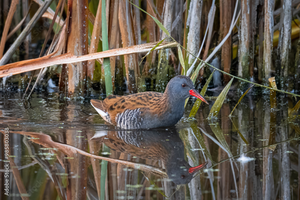 An adult water rail goes in the water with reeds perpendicular to the camera lens. An adult water rail goes in the water with reeds perpendicular to the camera lens.