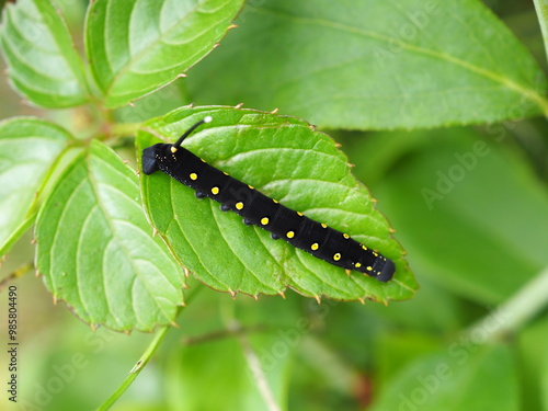 Wallpaper Mural セスジスズメ Torontodigital.ca