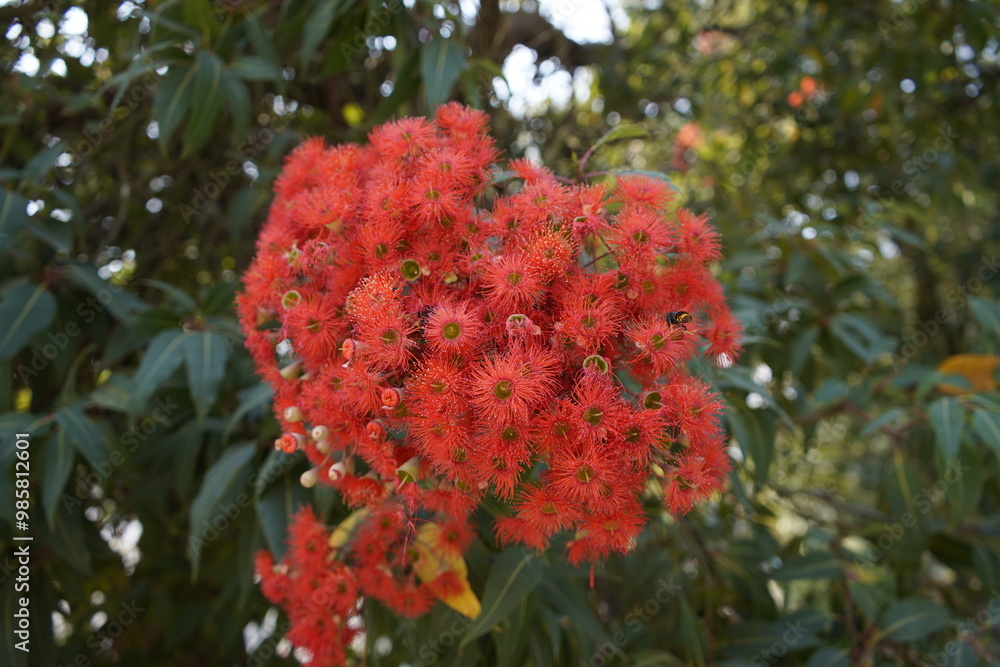 Corymbia ficifolia, commonly known as red flowering gum, is a species of small tree that is endemic to the south-west of Western Australia. Tree at the entrance to the city park of Porto. Portugal. Corymbia ficifolia, commonly known as red flowering gum, is a species of small tree that is endemic to the south-west of Western Australia. Tree at the entrance to the city park of Porto. Portugal.