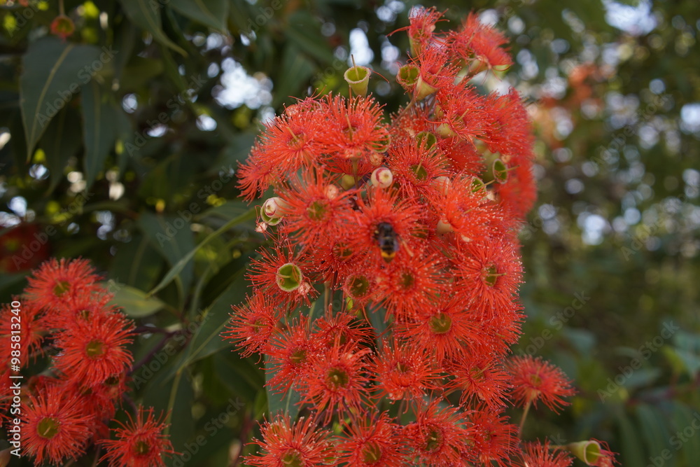 Corymbia ficifolia, commonly known as red flowering gum, is a species of small tree that is endemic to the south-west of Western Australia. Tree at the entrance to the city park of Porto. Portugal. Corymbia ficifolia, commonly known as red flowering gum, is a species of small tree that is endemic to the south-west of Western Australia. Tree at the entrance to the city park of Porto. Portugal.