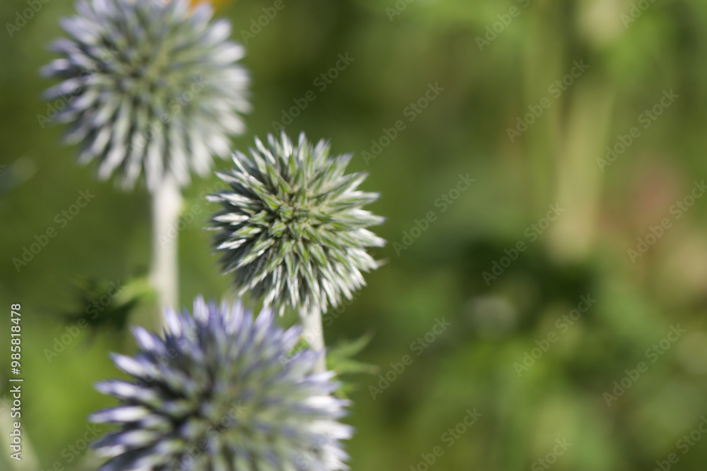 エキノプス, 花 エキノプス, 花