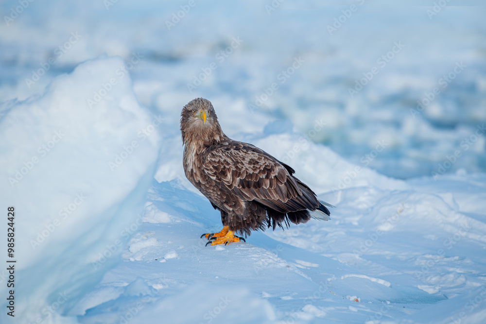 White-tailed Eagle in a snowy environment in Japan