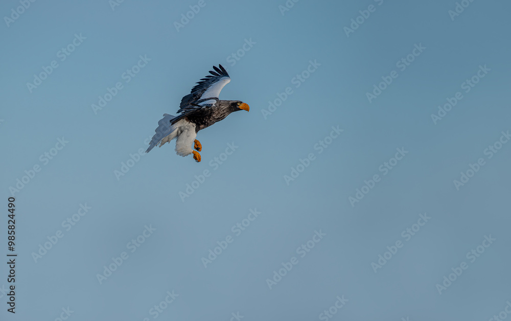 Great sea eagle in snowy environment in Japan