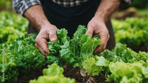 Farmer's Hands Inspecting Fresh Lettuce