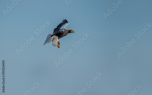 Obraz na płótnie Great sea eagle in snowy environment in Japan w salonie