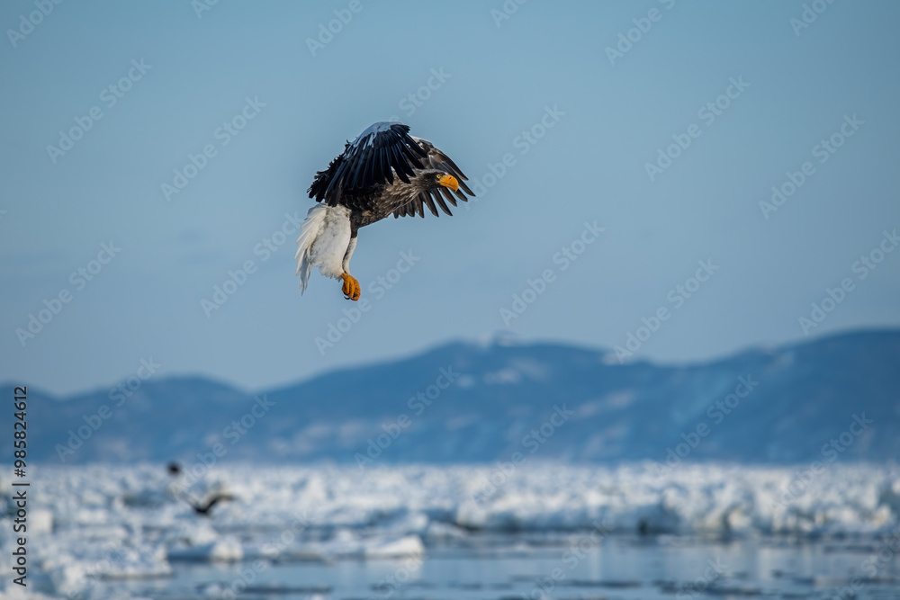 Great sea eagle in snowy environment in Japan