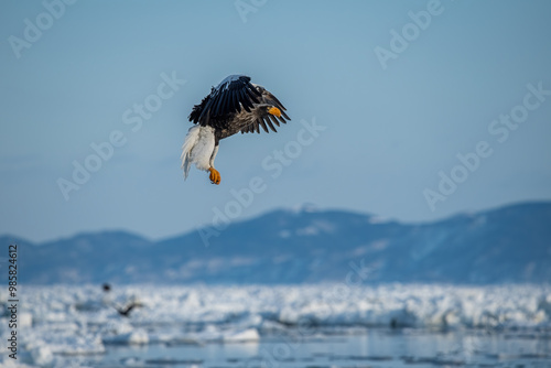 Obraz na płótnie Great sea eagle in snowy environment in Japan w salonie