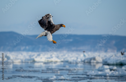 Obraz na płótnie Great sea eagle in snowy environment in Japan w salonie