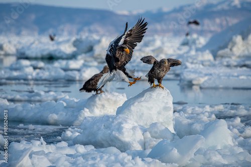 Great sea eagle in snowy environment in Japan