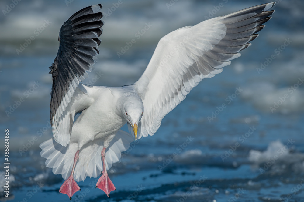 Lesser Black-backed Gull.( Larus fuscus )