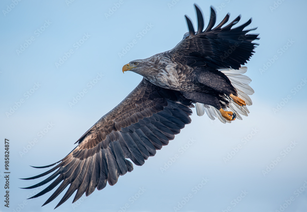 White-tailed Eagle in a snowy environment in Japan