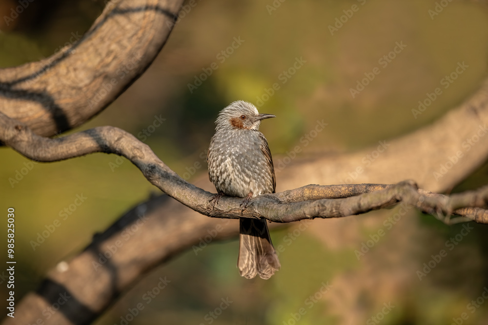 The Brown-eared Nightingale, Hypsipetes amaurotis or Microscelis amaurotis, is a medium-sized nightingale found from the Russian Far East, northeastern China, the Korean Peninsula and Japan.