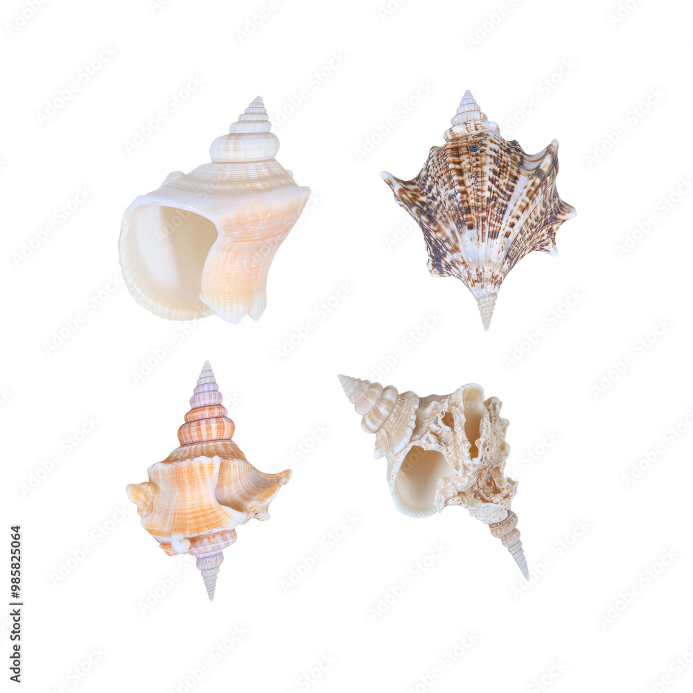 Obraz premium Four Seashells on Black Background