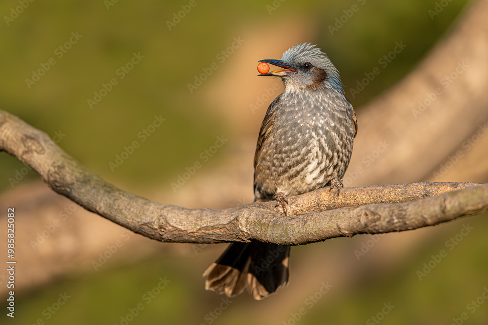 The Brown-eared Nightingale, Hypsipetes amaurotis or Microscelis amaurotis, is a medium-sized nightingale found from the Russian Far East, northeastern China, the Korean Peninsula and Japan.
