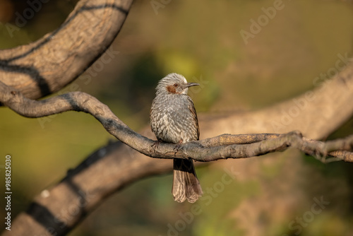 Obraz na płótnie The Brown-eared Nightingale, Hypsipetes amaurotis or Microscelis amaurotis, is a medium-sized nightingale found from the Russian Far East, northeastern China, the Korean Peninsula and Japan. w salonie