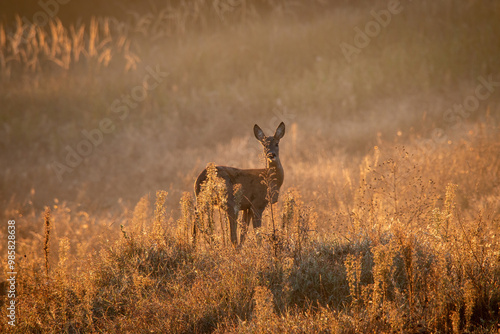 Fototapeta Naklejka Na Ścianę i Meble -  Sarna na tle jesiennych kolorów w trawach żółty jesienny kolor