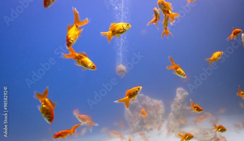 Photography bunch of fish in clear blue water from different angle